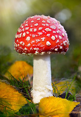 Image showing Fly agaric 
