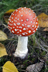 Image showing Fly agaric