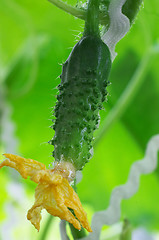 Image showing Fresh cucumber