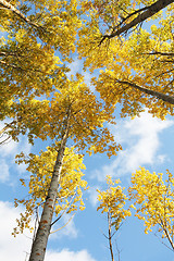 Image showing yellow aspen forest