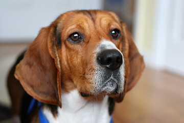 Image showing beagle portrait