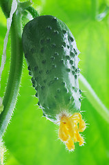 Image showing Fresh cucumber