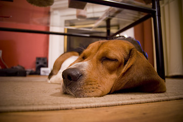 Image showing sleepy beagle