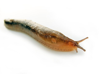 Image showing garden slug