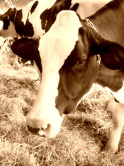 Image showing cow closeup