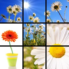 Image showing flower collage