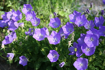 Image showing Blue campanula