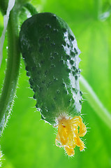 Image showing Fresh cucumber