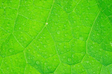 Image showing Cucumber leaf