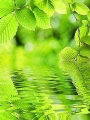 Image showing green leave and water