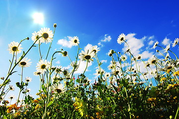 Image showing daisy flowers in summer