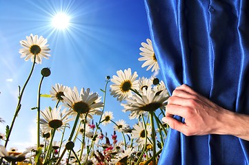 Image showing summer flowers