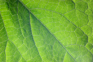 Image showing Cucumber leaf