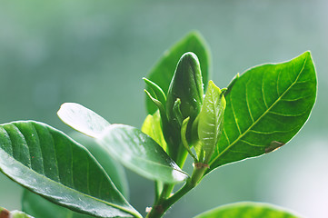 Image showing Bud of Gardenia