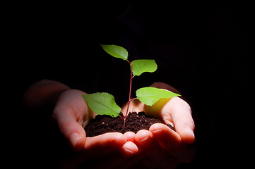 Image showing hands soil and plant showing growth