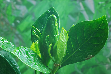 Image showing Bud of Gardenia