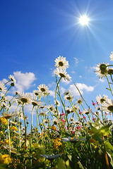 Image showing flowers on meadow in summer