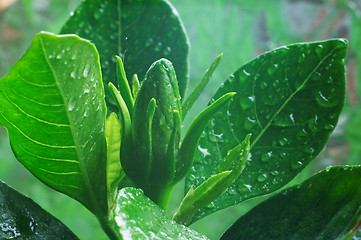 Image showing Bud of Gardenia