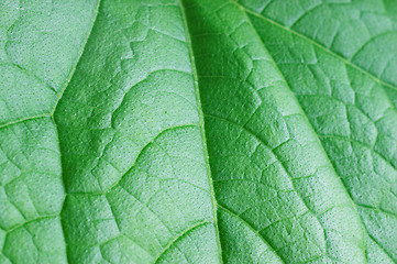 Image showing Cucumber leaf