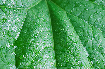 Image showing Cucumber leaf