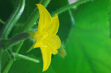 Image showing Blossom cucumber