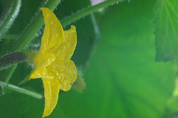 Image showing Blossom cucumber