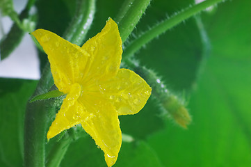 Image showing Blossom cucumber