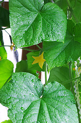 Image showing Leaves of cucumber