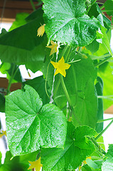 Image showing Leaves of cucumber