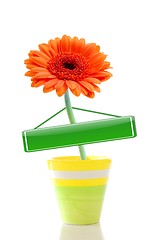 Image showing flower in pot with copyspace