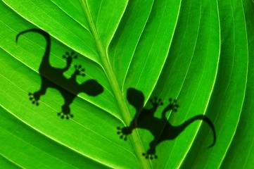 Image showing green jungle leaf and gecko