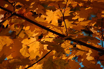 Image showing Fall leaves