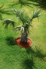 Image showing Palm tree