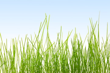 Image showing grass