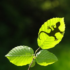 Image showing green jungle leaf and gecko
