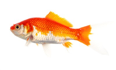 Image showing goldfish