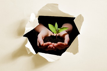 Image showing hole in paper and plant in hands