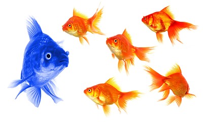 Image showing goldfish