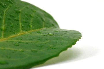 Image showing leaf with water drops after rain