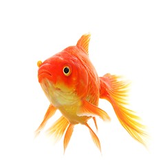 Image showing goldfish