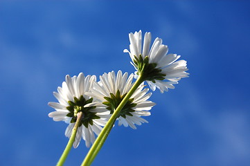 Image showing daisy under blue sky