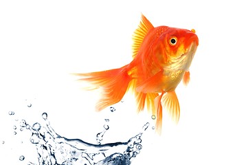 Image showing goldfish