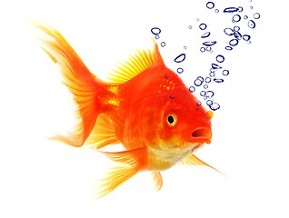 Image showing goldfish and bubbles