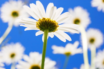 Image showing daisy flower in summer