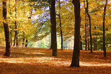 Image showing forest and garden with golden leaves at fall