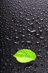 Image showing leaf and black background