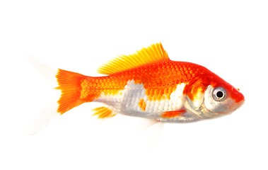 Image showing goldfish