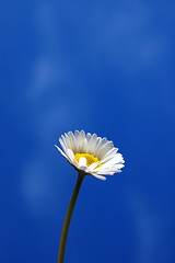 Image showing daisy under blue spring sky