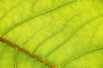 Image showing green leaf background