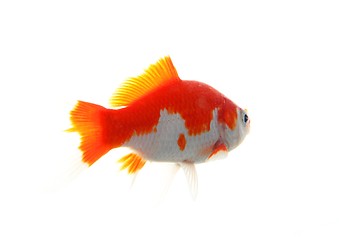 Image showing goldfish
